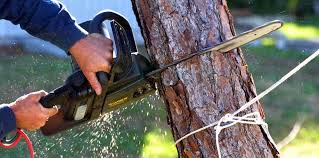 Best Tree Preservation Services  in Savanna, IL